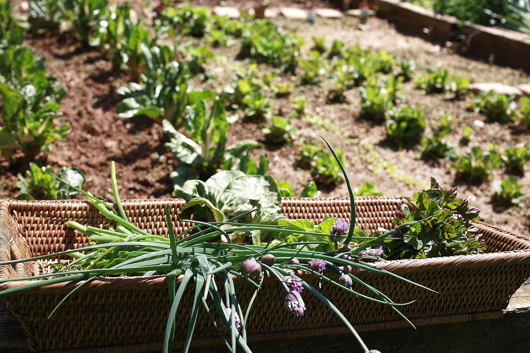 cool-weather-vegetables-bonnie-mcdaniel-good-living